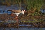 Cíbik bielokrídly (Vanellus crassirostris)