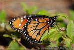 Danaus královský (Danaus gilippus)