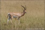 Gazela Grantova (Gazella granti)