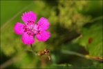 Hvozdík kropenatý (Dianthus deltoides)