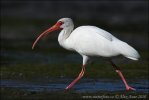 Ibis bílý (Eudocimus albus)