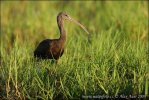 Ibis hnědý (Plegadis falcinellus)