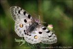 Jasoň červenooký (Parnassius apollo)