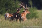 Jelen lesní (Cervus elaphus)
