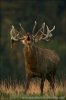Jelen lesní (Cervus elaphus)