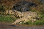 Krokodíl nílsky (Crocodylus niloticus)