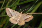 Kropenatec čičorkový (Tephrina arenacearia)