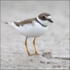 Kulík kanadský (Charadrius semipalmatus)