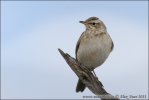 Labtuška hnedochrbtá (Anthus leucophrys)