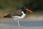 Lastúrniciar hnedý (Haematopus palliatus)