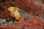 Leguán galapážský (Conolophus subcristatus)