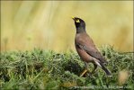 Majna obecná (Acridotheres tristis)