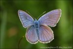 Modráčik lesný (Cyaniris semiargus)