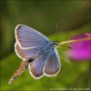 Modrásek černolemý (Plebejus argus)