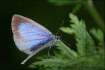 Modrásek krušinový (Celastrina argiolus)