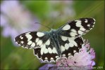 Očkáň timotejkový (Melanargia galathea)