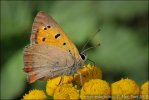 Ohniváček černokřídlý (Lycaena phlaeas)