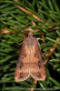 Osenice ypsilonová (Agrotis ipsilon)