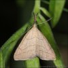 Pamora hmatadlová (Polypogon tentacularia)
