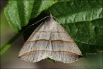 Pamora vŕbová (Colobochyla salicalis)