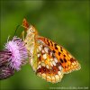 Perleťovec prostřední (Argynnis adippe)