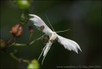 Pernatuška trnková (Pterophorus pentadactyla)