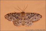 Piadica pestrá (Idaea inquinata)