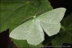 Piadivka zelená (Geometra papilionaria)