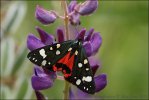 Přástevník hluchavkový (Callimorpha dominula)