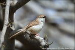 Prinia tamarišková