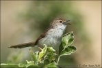 Prinia tamarišková