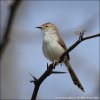 Prinia tamarišková