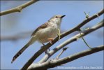 Prinia tamarišková