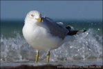 Racek delawarský (Larus delawarensis)