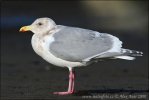 Racek šedokřídlý (Larus glaucescens)