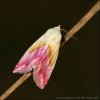 Světlopáska pcháčová (Eublemma purpurina)