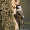 Sýkorka čiernohlavá (Parus montanus)