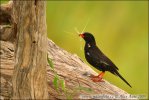 Tkalčík červenozobý (Bubalornis niger)