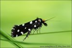 Trúdnikovec ozdobný (Euplocamus anthracinalis)