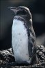 Tučňák galapážký