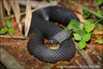 Užovka páskovaná (Nerodia fasciata)