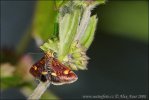 Vijačka zlatoškvrnná (Pyrausta aurata)