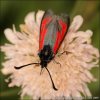 Vřetenuška mateřídoušková (Zygaena purpuralis)