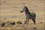 Zebra Böhmova