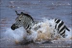 Zebra Böhmova (Equus burchellii boehmi)