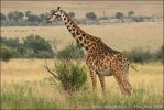 Žirafa masajská