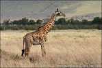 Žirafa masajská (Giraffa camelopardalis tippelskirchi)