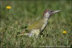 Žluna zelená (Picus viridis)