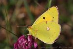 Žluťásek čilimníkový (Colias croceus)