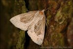 Zobonosec borůvkový (Hypena crassalis)